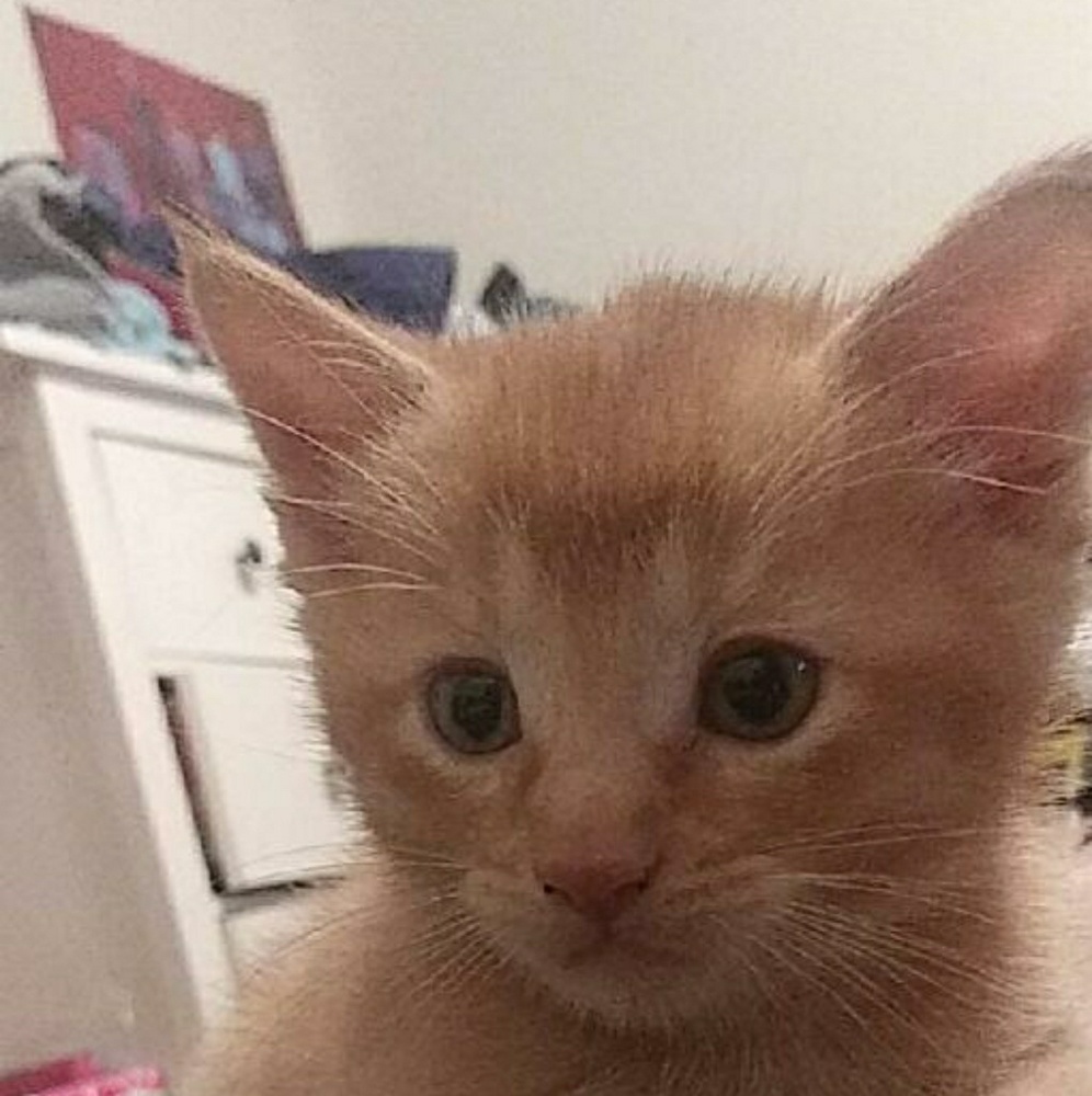 Meet your Posher, Janice